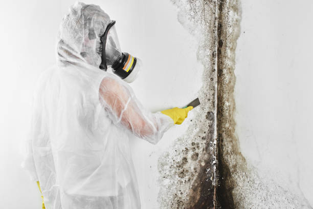 Best Crawl Space Mold Removal  in Elkridge, MD