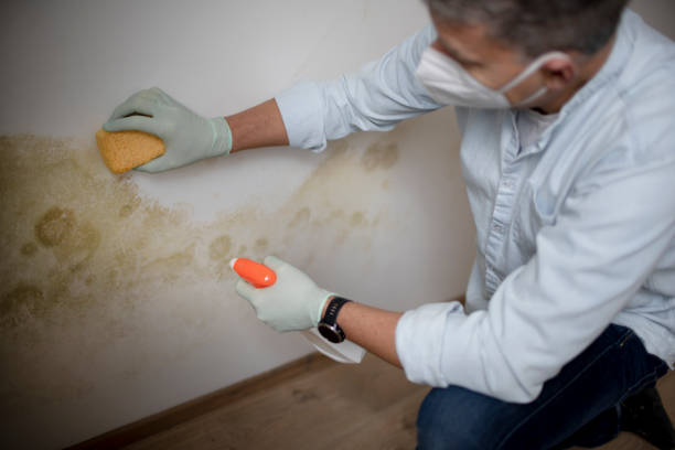 Best Crawl Space Mold Removal  in Elkridge, MD