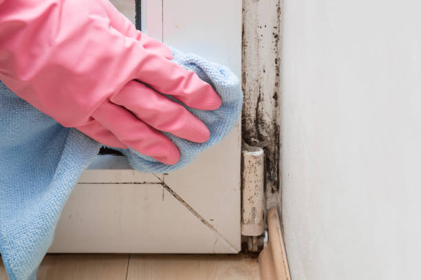 Mold Removal and Inspection in Elkridge, MD