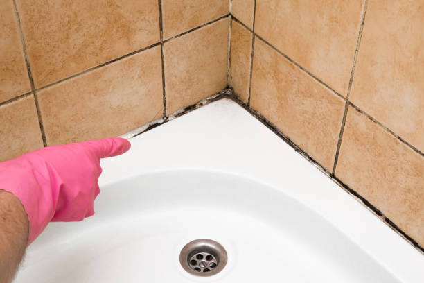 Best Toxic Mold Removal  in Elkridge, MD